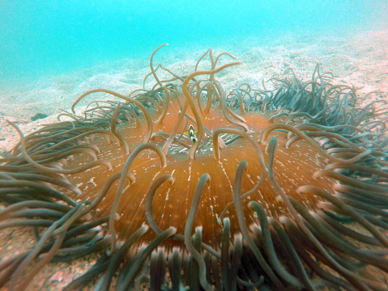 香港水域拥有丰富的生物多样性。