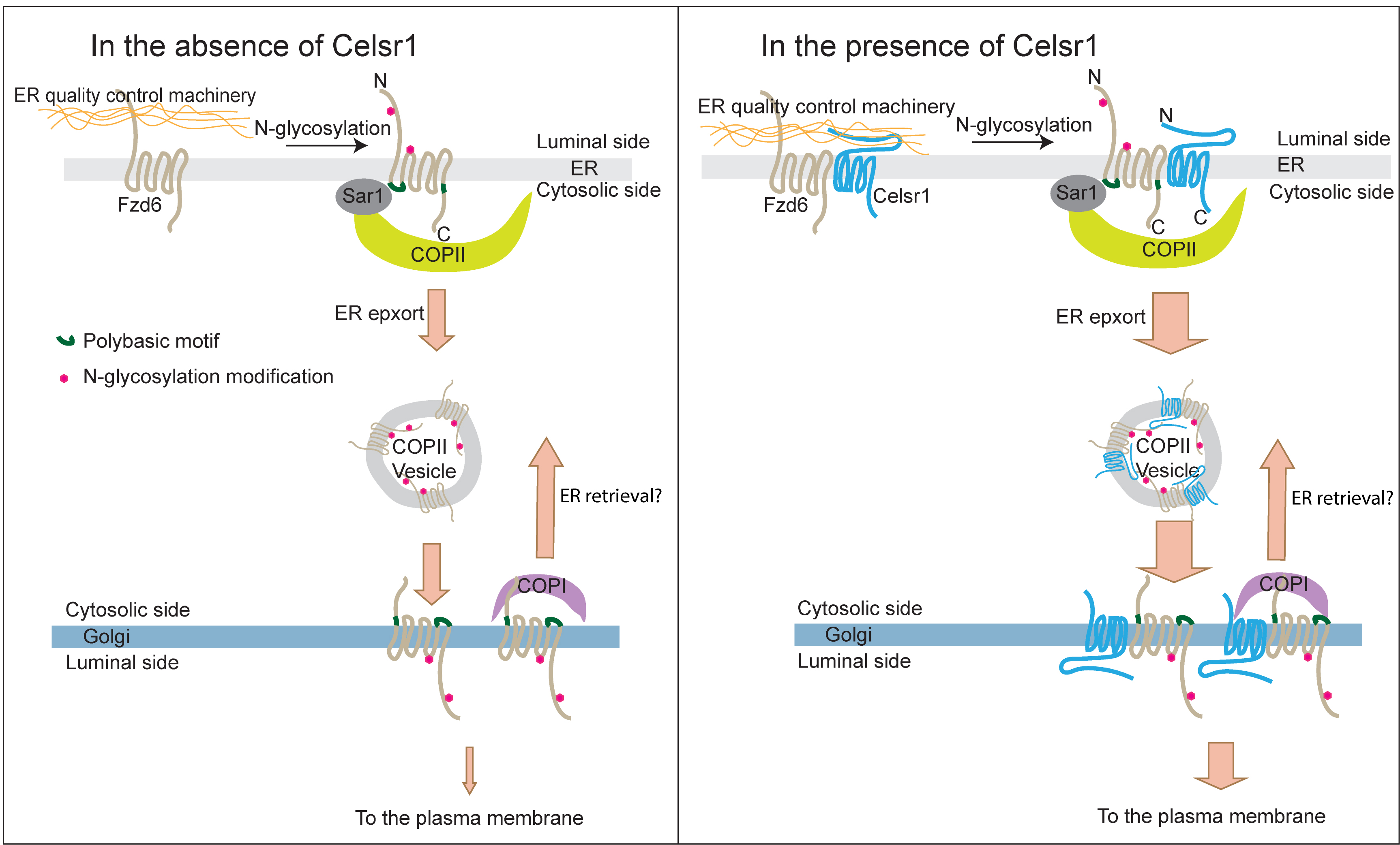 Model demonstrating how Frizzled-6 is exported out of the endoplasmic reticulum in the secretory transport pathway