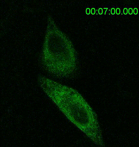 The video shows the secretion of sonic hedgehog in a synchronized manner using a Retention Using Selective Hooks (RUSH) transport assay.