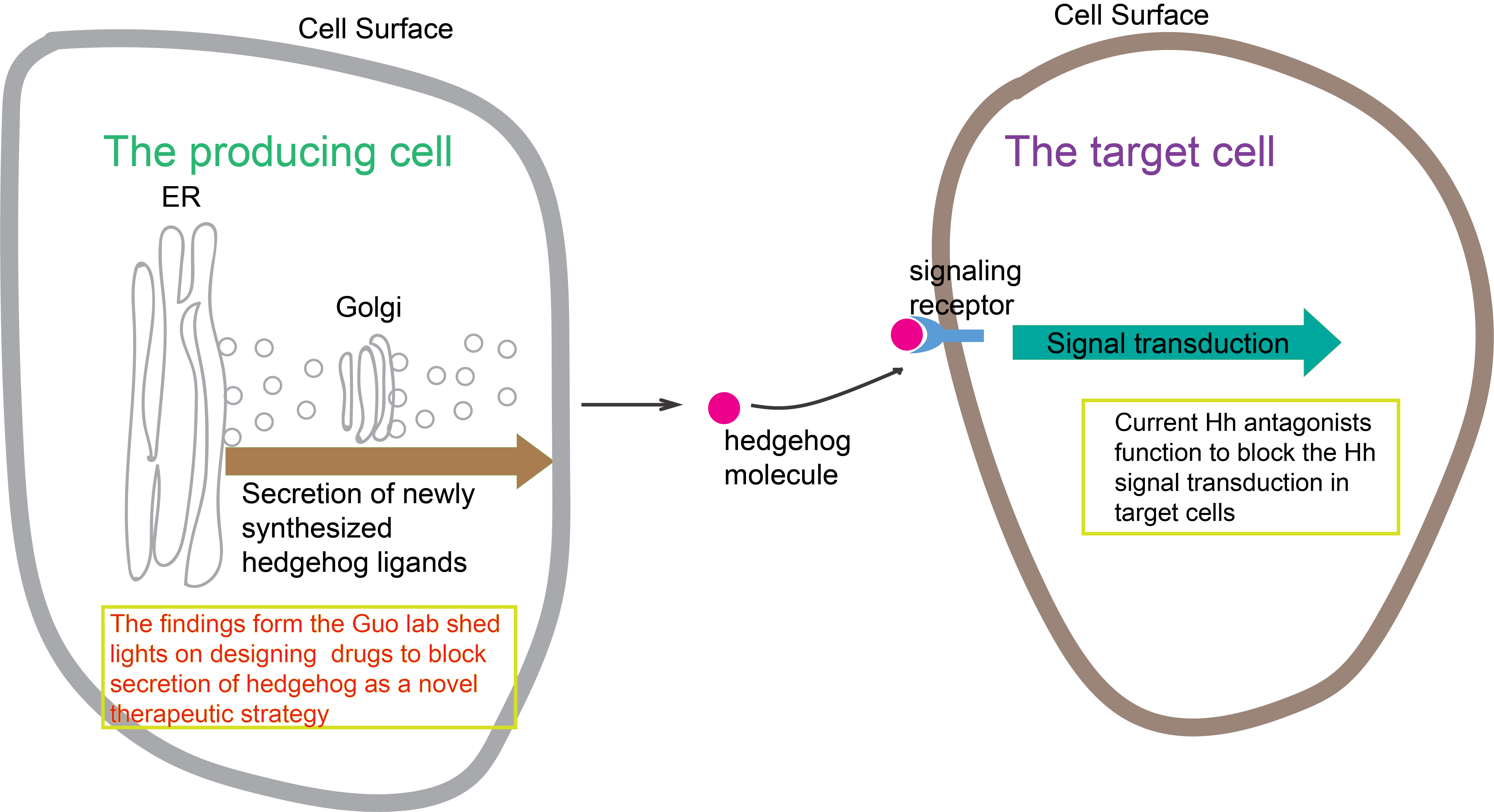 Figure 1: A diagram demonstrating how hedgehog molecules are secreted from the producing cells and received by the target cells to induce the signal transduction pathway in target cells.