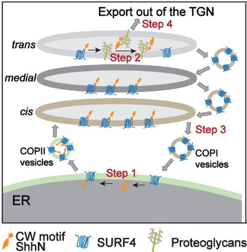 Figure 2: A diagram depicting the molecular mechanisms regulating sorting and secretion of ShhN.