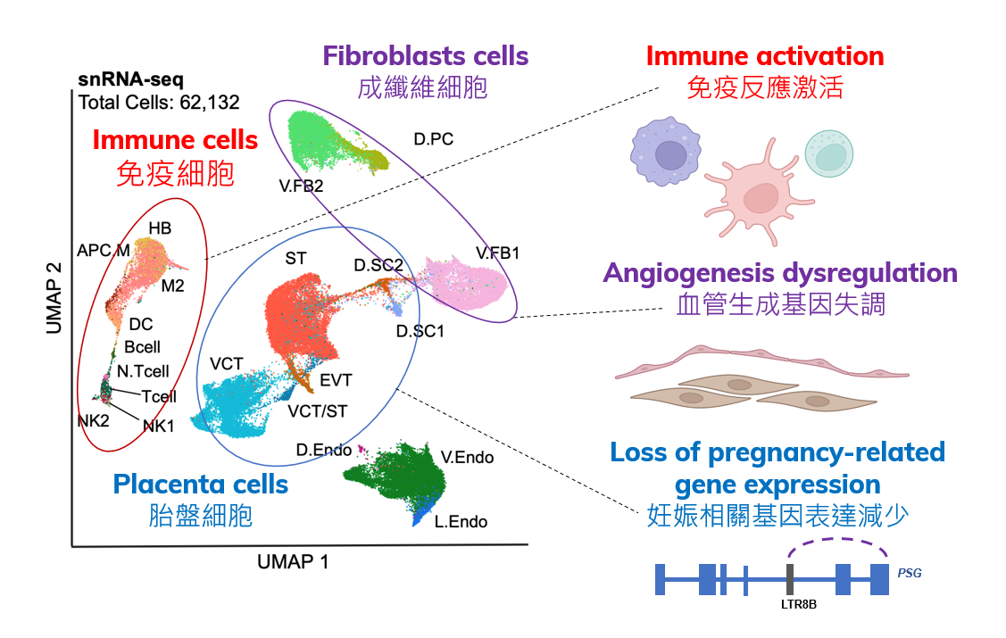 cell types in placenta