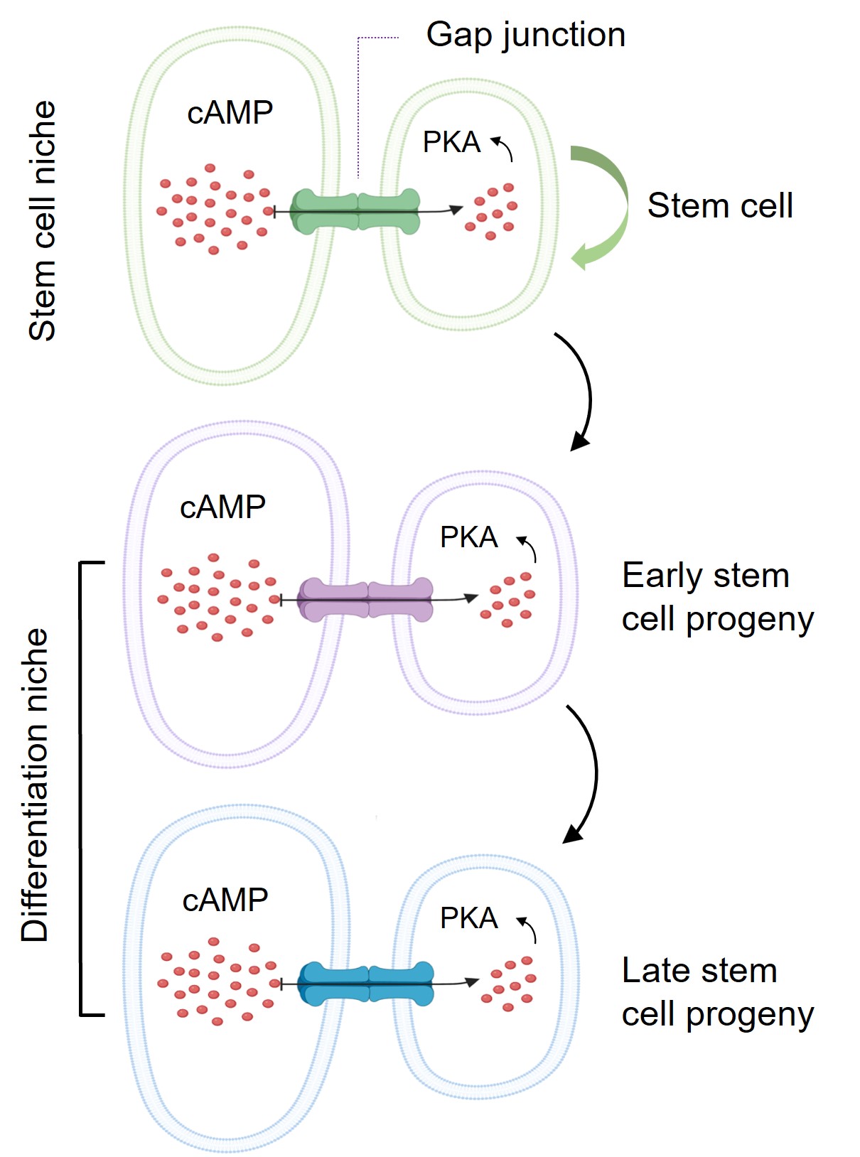 A model of how stem cell niche uses the protein channels “Gap junctions” to transport its cAMP into stem cell progeny in controlling their differentiation into functional cells.