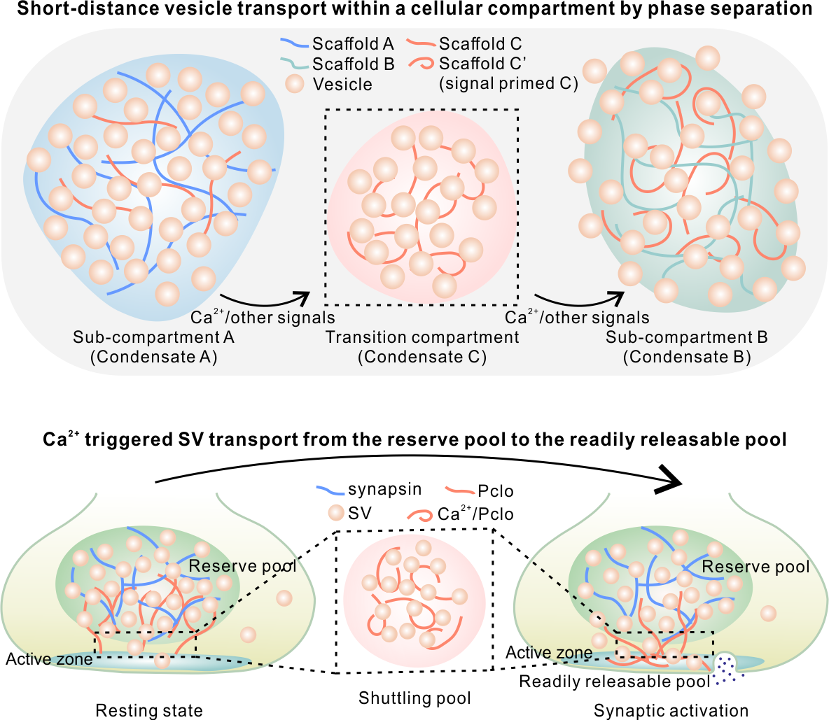 A model illustrating short-distance, directional vesicle transport via phase separation: a schematic diagram (upper) depicting regulated transport of vesicles from one compartment (“sub-compartment A”) to another compartment (“sub-compartment B”) via a transition compartment via phase separation and a model(lower) summarizing Pclo-mediated SV transport from the reserve pool to the readily releasable pool in response to Ca2+ concentration rise in presynaptic boutons