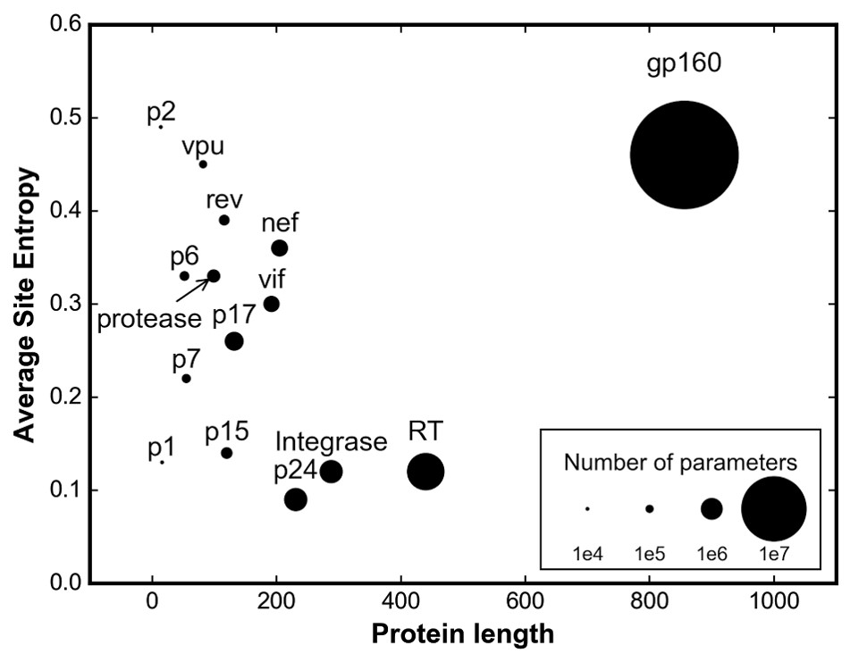  The primary sequence of the envelope protein gp160 is more than twice as long as its peers and is amongst the most variable