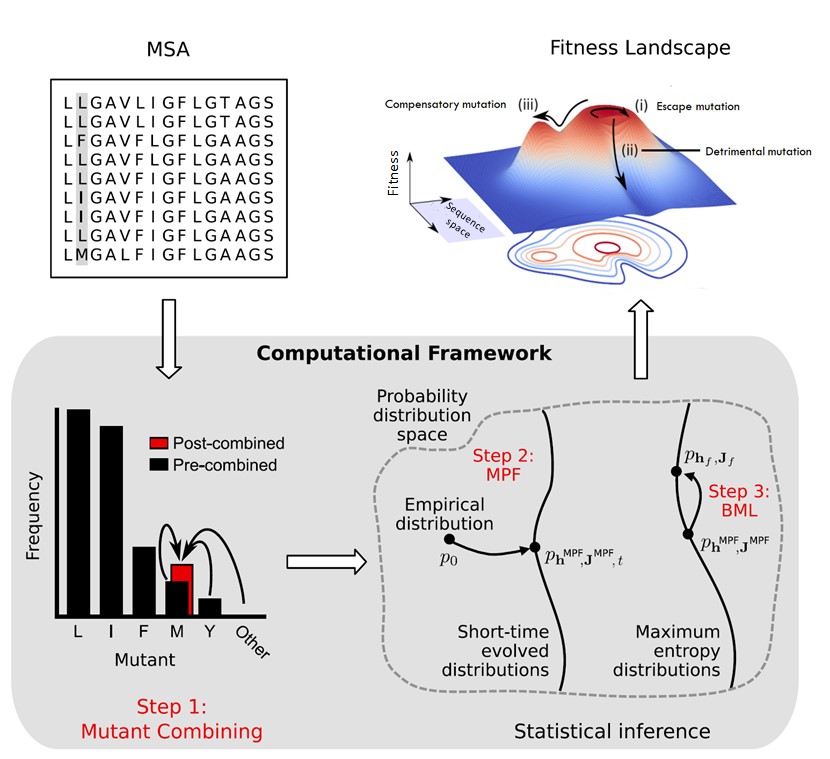  The computational framework developed by HKUST engineers that could estimate the fitness landscape of HIV envelope protein