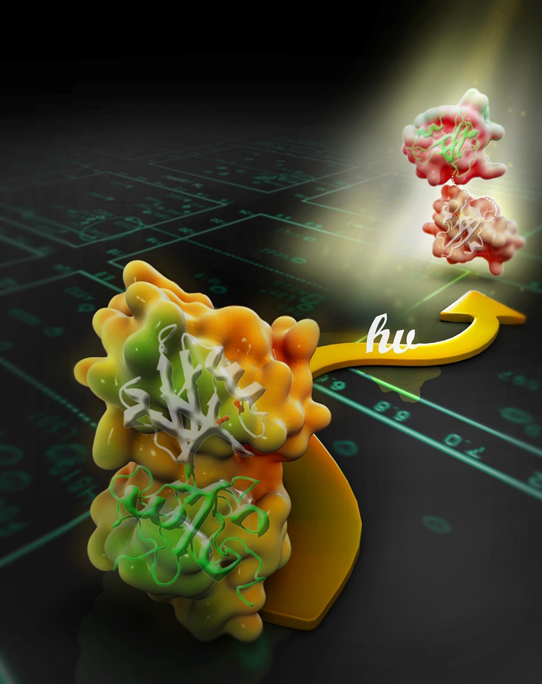 科 大 就 動 物 偵 測 光 的 視 覺 系 統 研 究 取 得 重 大 突 破 ， 有 關 研 究 已 獲 生 命 科 學 界 權 威 雜 誌 《 細 胞 》 刊 登 為 封 面 文 章	