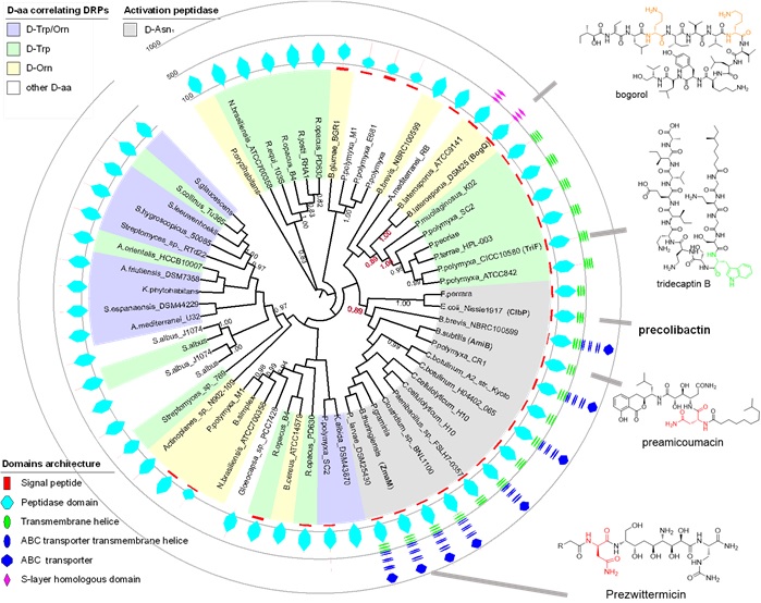  DRPs are phylogenetically widely distributed in nature