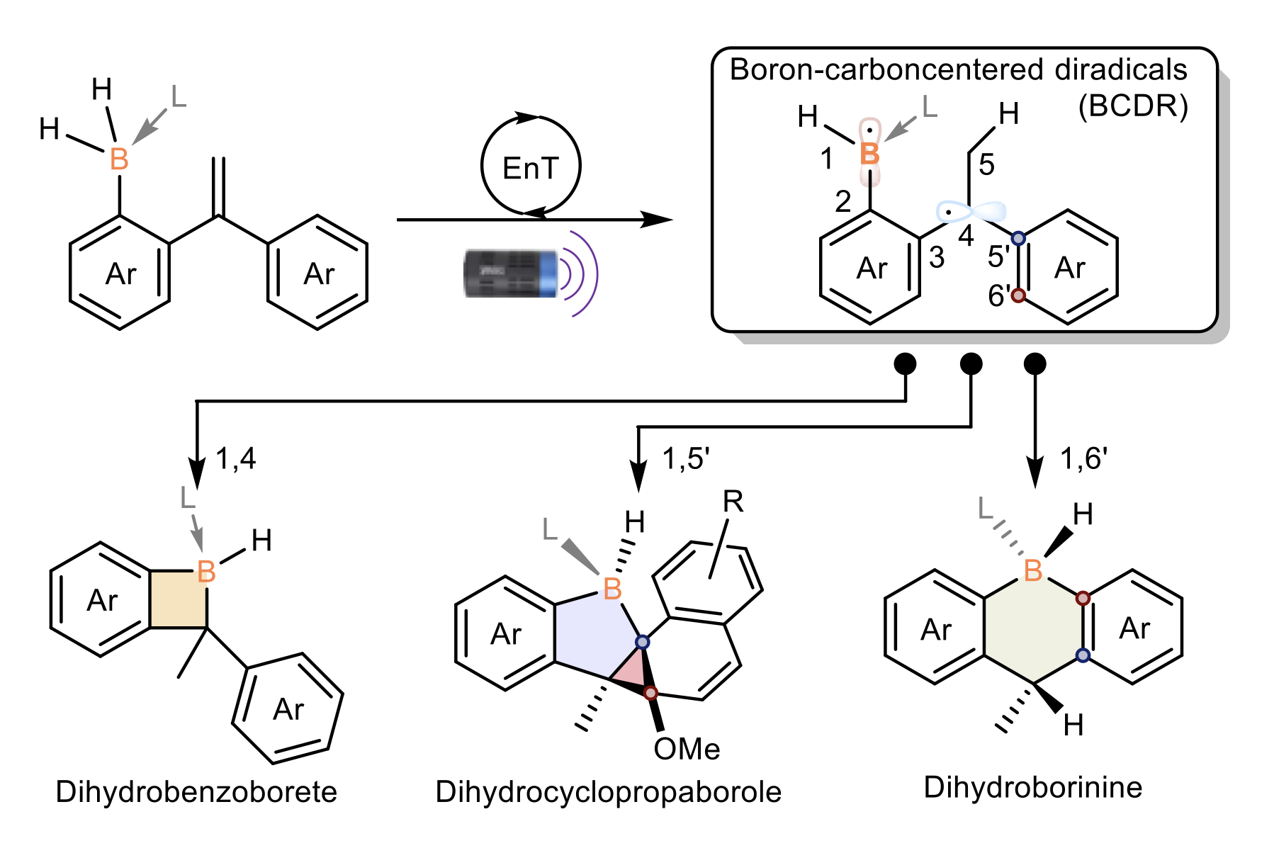 Fig 1: A schematic to show the synthesis of strained, air-stable boracycles via boron–carbon-centred diradicals.