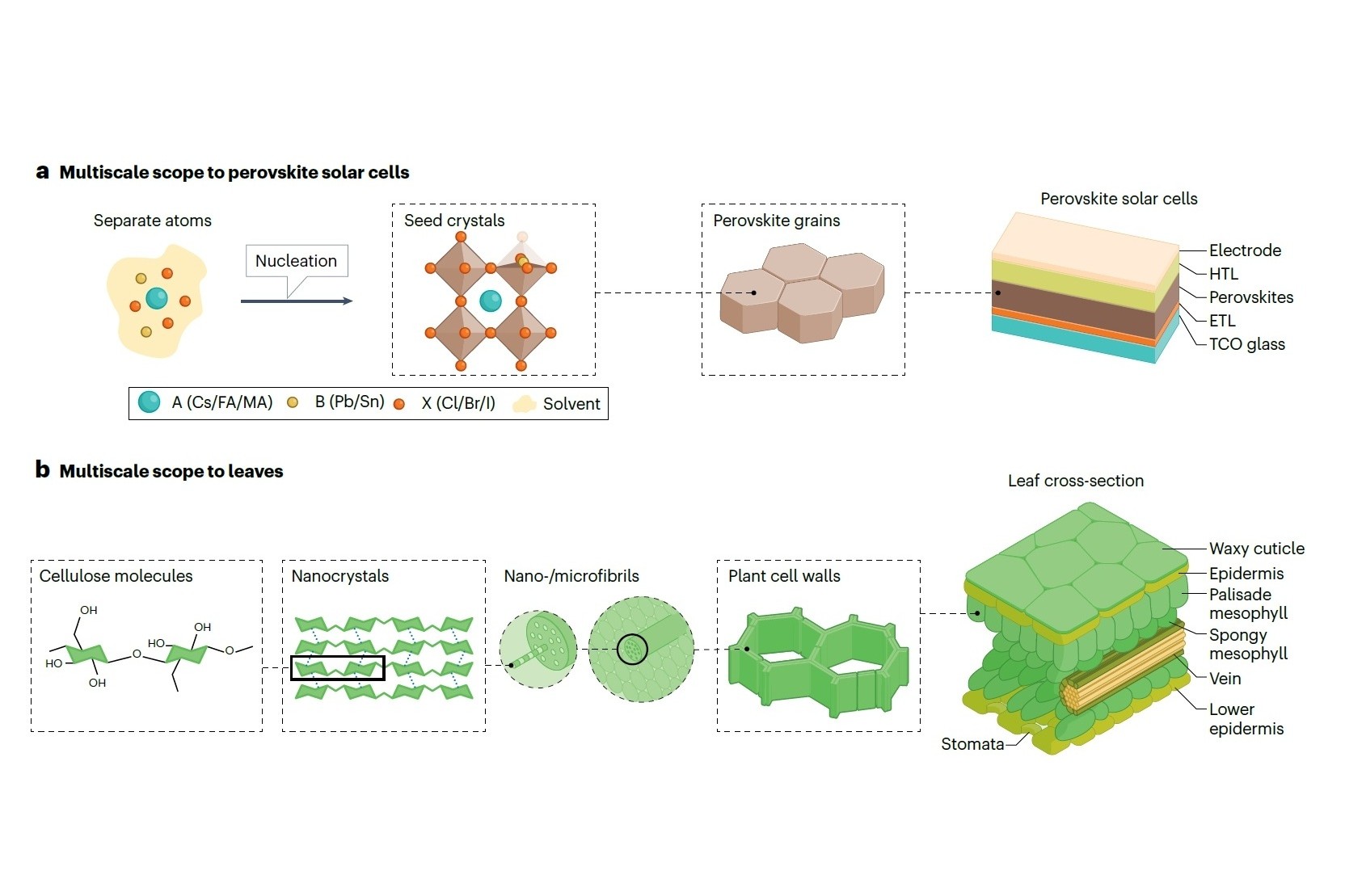 多尺度視角下傳統鈣鈦礦太陽能電池和葉片的比擬。