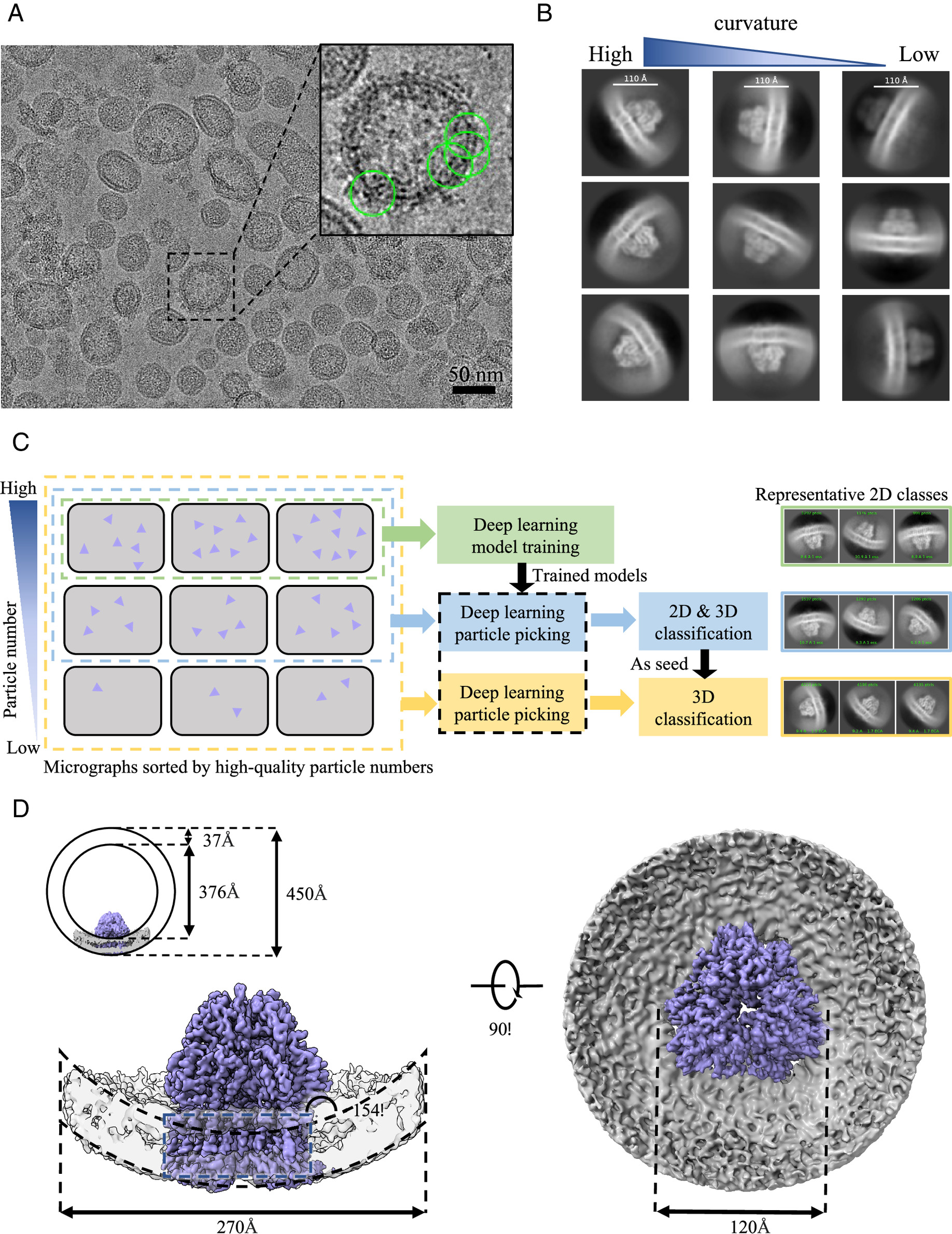 A scientific picture of Cryo-EM structure determination of AcrB in vesicle.