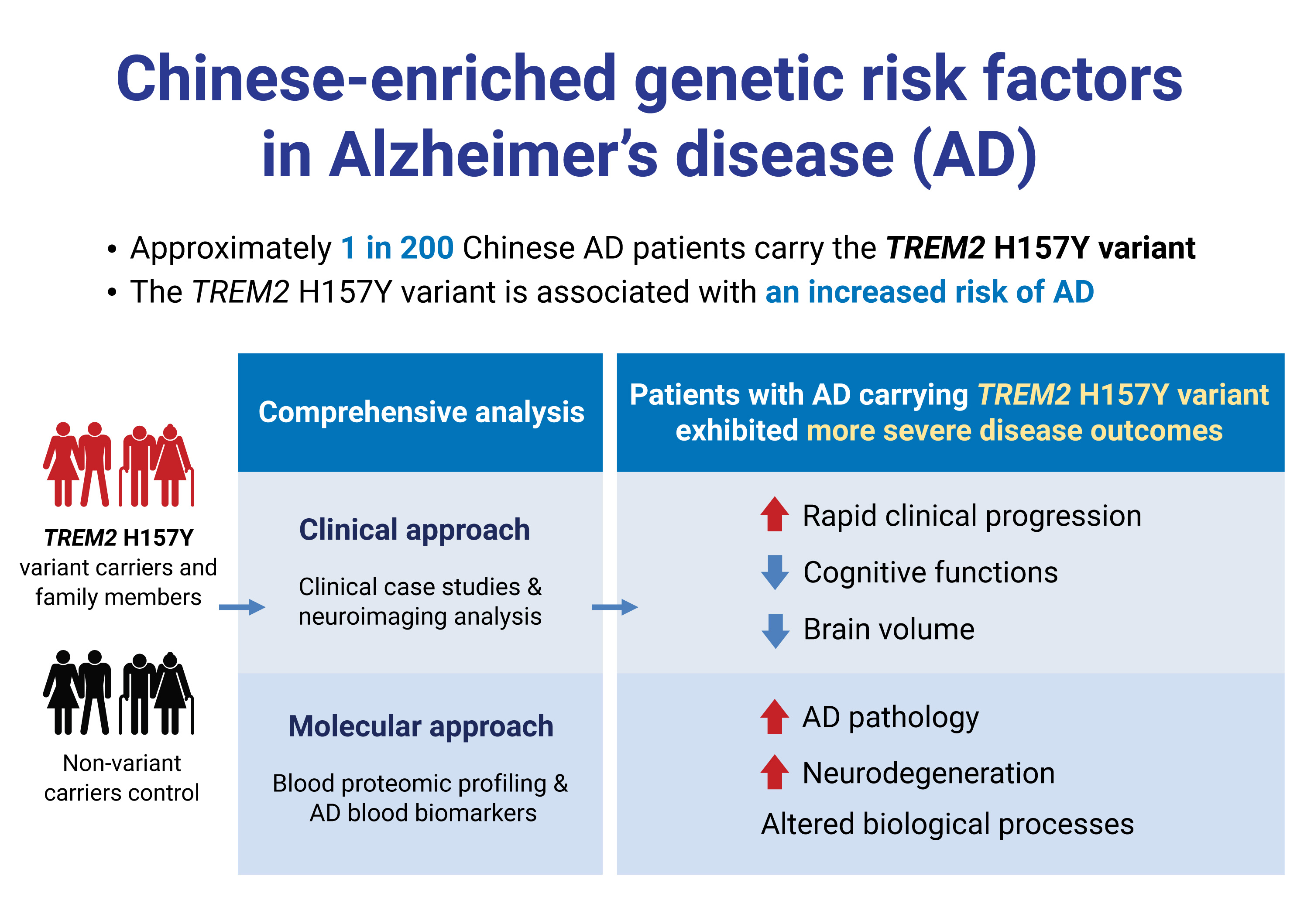 The research team reveals that the TREM2 H157Y variant, a Chinese-enriched genetic risk factor for AD, is associated with an increased risk of AD. Moreover, AD patients with this genetic variant exhibit more severe disease outcomes.