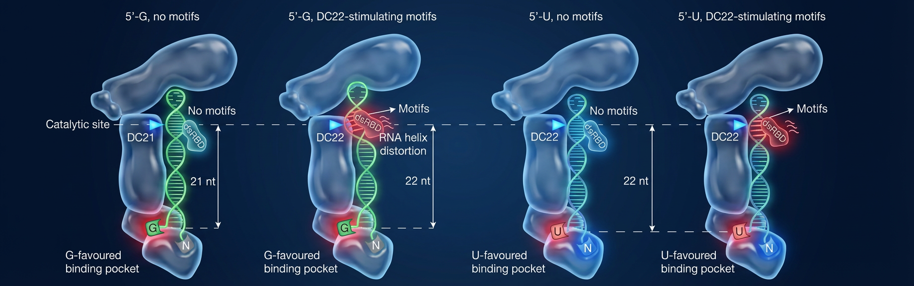 This diagram shows DICER’s Decision Process, illustrating how the enzyme acts like a "smart ruler" to decide exactly where to snip the RNA strand. The "G" Path (Left): When RNA starts with the letter G, it fits into a green pocket. Normally, this leads to a shorter cut (21 units). However, if the RNA has a specific internal feature, the enzyme physically twists the strand (red lines), overriding the rule to make a longer cut (22 units). The "U" Path (Right): When RNA starts with the letter U, it fits into a