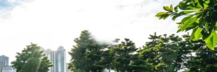 Shot of trees and the sky